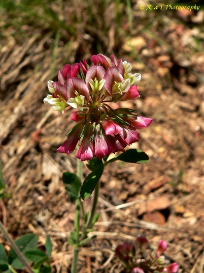 {Trifolium reflexum}